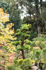 bonsai  plantation at Royal Agricultural Station Angkhang in Chiang Mai,Thailand.
