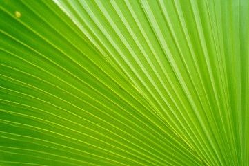 Fototapeta premium Palm leaves