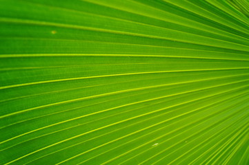 Obraz premium Palm leaves