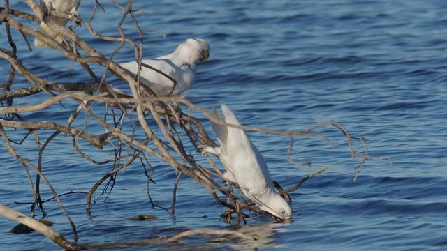 A Little Corella (Cacatua sanguinea) drinking from the branch of a tree.