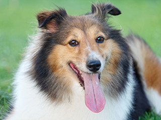 Dog, Shetland sheepdog, collie, lying on grass field and looking at camera with tongue sticking...
