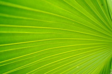 Obraz premium Palm leaves