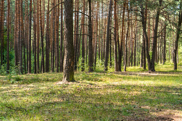 trees in a summer forest on a sunny day