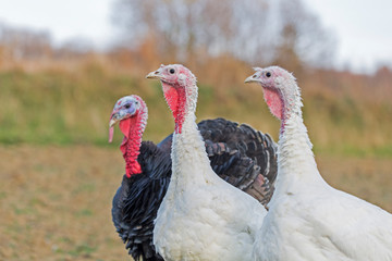 Turkey breeding farm. Home turkeys graze in the meadow. A flock of turkeys on a farm.
