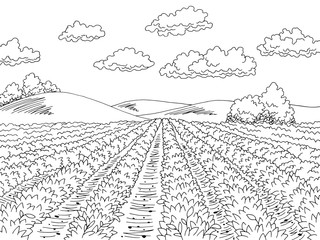 Potato field graphic black white landscape sketch illustration vector