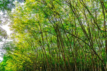 Fototapeta premium Para rubber tree, latex rubber plantation and tree rubber