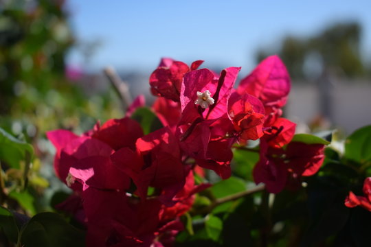 Boganvilla roja con fondo de cielo azul