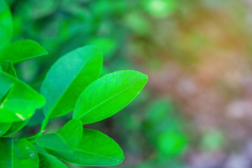 Fototapeta na wymiar Green leaf nature with branch on light bokeh nature