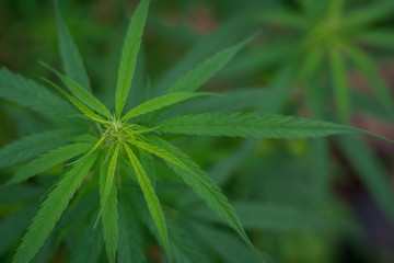  Green hemp leaves have beautiful backgrounds and bokeh.