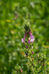 Closeup of restharrow plant