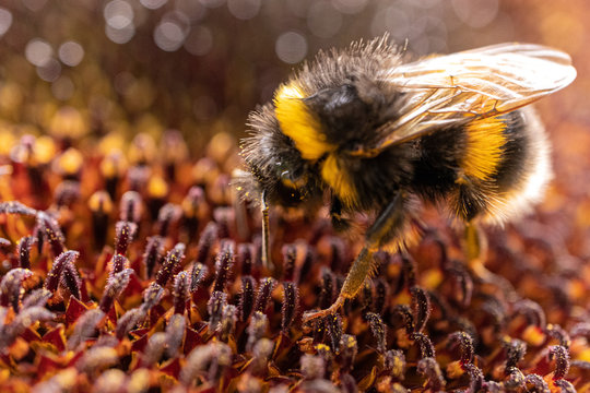 Bumble Bee On Sunflower In UK