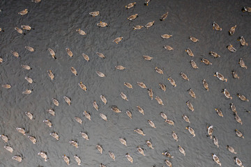 Wild goose on the lake