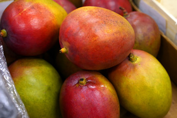 Fototapeta na wymiar tropical mango harvest close up