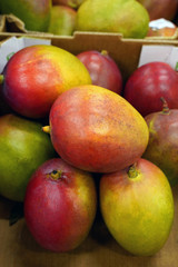 tropical mango harvest close up