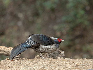 Khaleej Pheasant, Lophura leucomelanos, Sattal, India