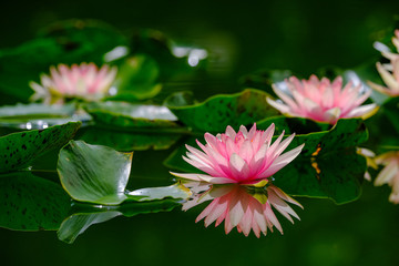 Beautiful pink waterlily or lotus flower in pond.