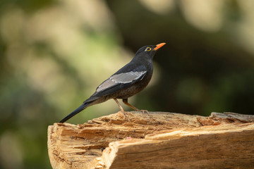 Grey-winged blackbird, Turdus boulboul, Sattal, India