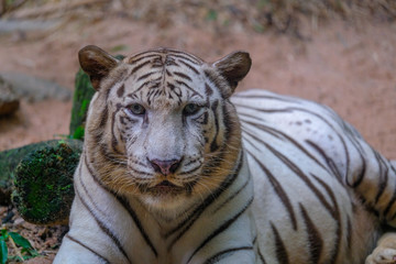Fototapeta na wymiar The white tiger stared at the rock.