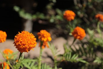 Flowers: Marigolds