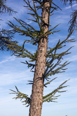 Fototapeta premium Larch tree