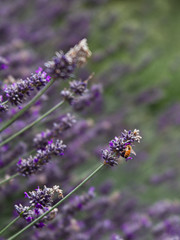 Photo of a honey bee pollinating lavender in an urban 