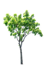 green tree isolated on white background