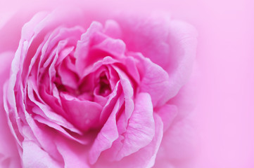 close up of rose, pink background