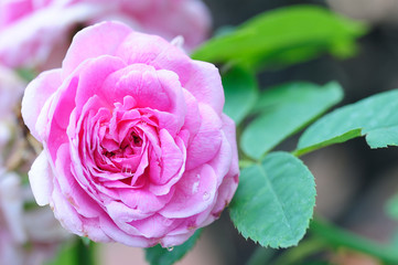 pink rose in garden