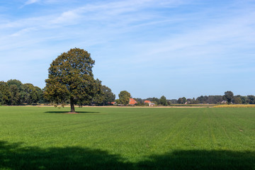 Single tree on field in Achterhoek (The Netherlands)