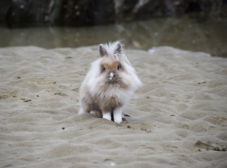 Rabbit on the beach
