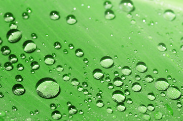 Fototapeta na wymiar water drops on green leaf