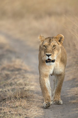 Fototapeta na wymiar Lioness walking on road, Masaimara, Africa