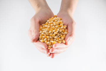 Female hands holding corn seeds, closeup, background isolated