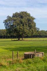 Single tree in paddock or field in Achterhoek (The Netherlands)