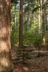 Mixed forest on The Achterhoek in The Netherlands