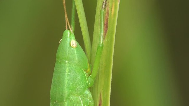Tettigonia viridissima, great green bush-cricket, is large species of katydid or bush-cricket belonging to family Tettigoniidae. Summer Meadow. Macro view insect