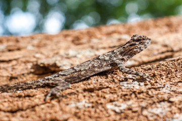 A brown lizard lurks on a tree trunk. The head is raised. Selective focus on the head. Beautifully blurred background.
