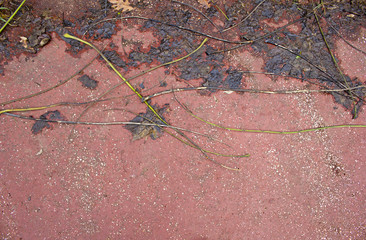 background with leaves on the wet asphalt