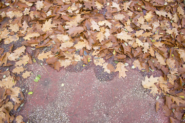 background with leaves on the wet asphalt