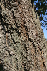 秋の桜の木の幹と青空