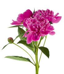 Pink peonies flowers isolated on white background.