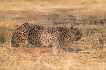 Cheetah in the Kalahari desert, Namibia, Africa