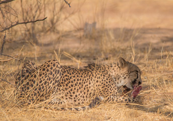 Cheetah in the Kalahari desert, Namibia, Africa