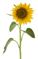 Sunflower isolated on a white background.