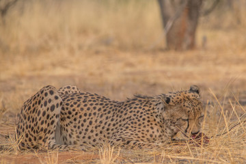 Cheetah in the Kalahari desert, Namibia, Africa