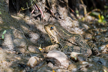 close - up of a frog on the shore sitting outside the water