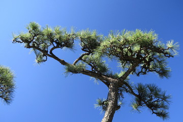 秋の朝の松の木と青空