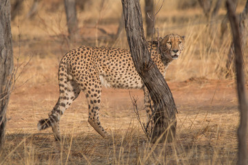 Cheetah in the Kalahari desert, Namibia, Africa