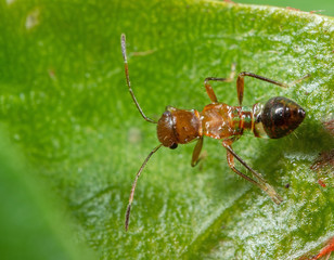 Macro Photo of Assassin Bug on Green Leaf