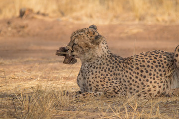 Cheetah in the Kalahari desert, Namibia, Africa
